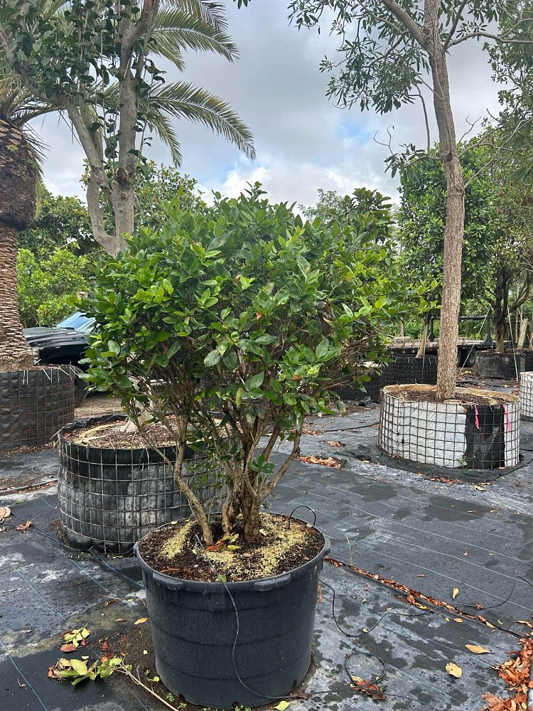 ligustrum-lucidum-glossy-privet-chinese-privet