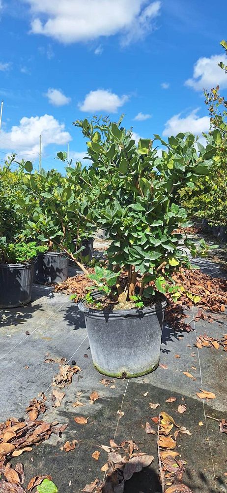 ligustrum-lucidum-glossy-privet-chinese-privet