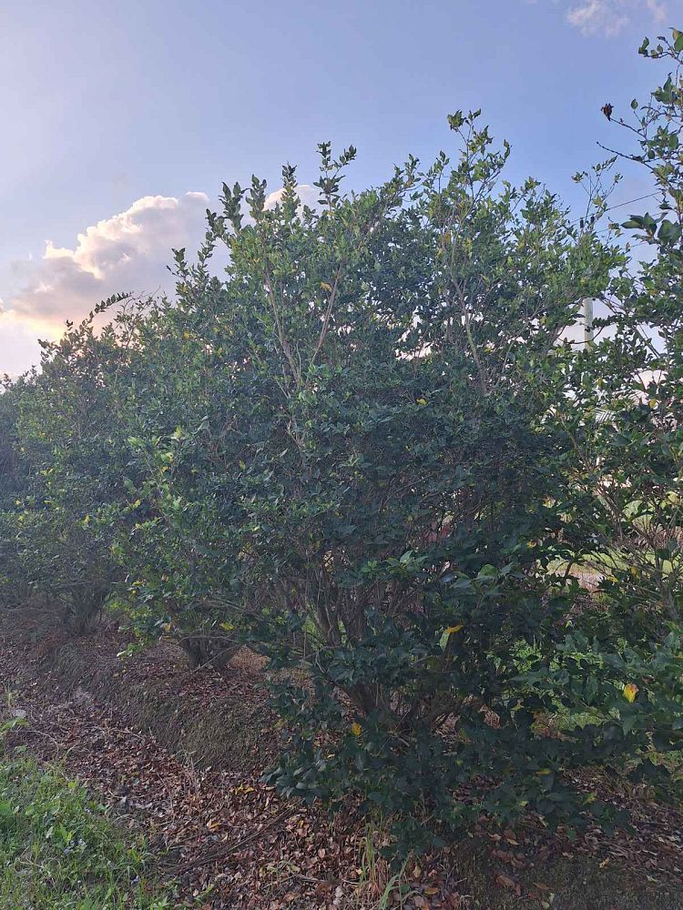 ligustrum-lucidum-glossy-privet-chinese-privet