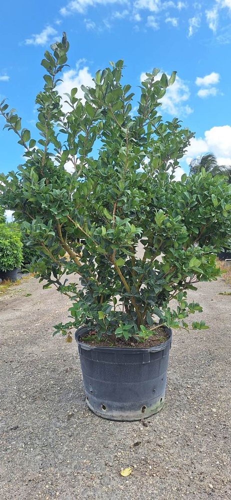ligustrum-lucidum-glossy-privet-chinese-privet
