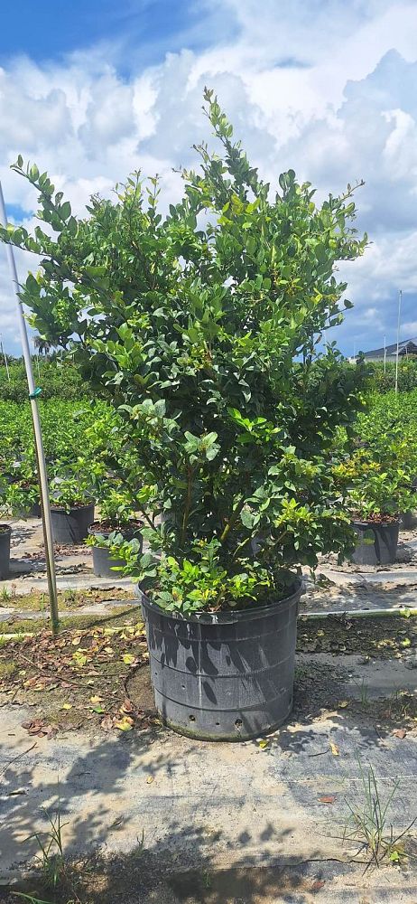 ligustrum-lucidum-glossy-privet-chinese-privet