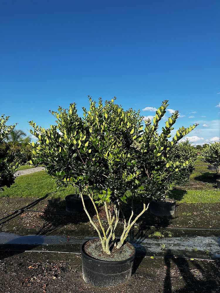 ligustrum-lucidum-glossy-privet-chinese-privet