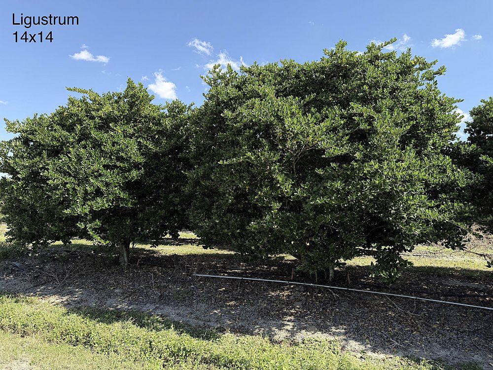ligustrum-lucidum-glossy-privet-chinese-privet