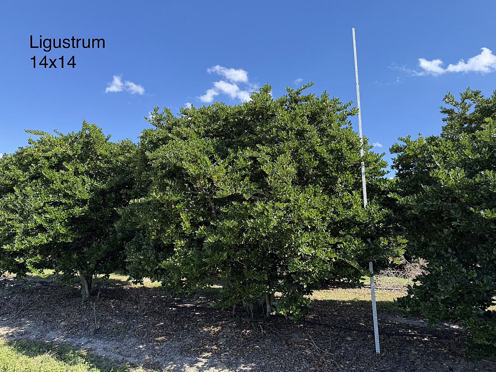 ligustrum-lucidum-glossy-privet-chinese-privet