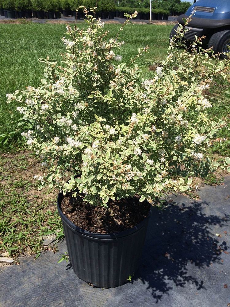 Dairyland Nursery, LLC