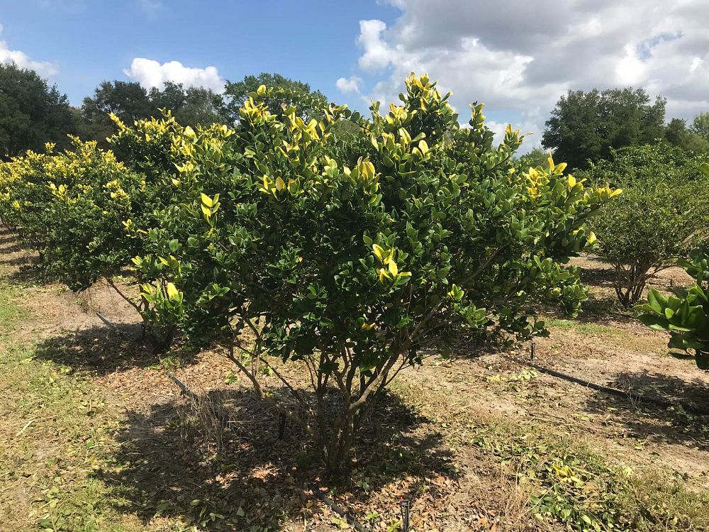 ligustrum-lucidum-variegated-glossy-privet-chinese-privet