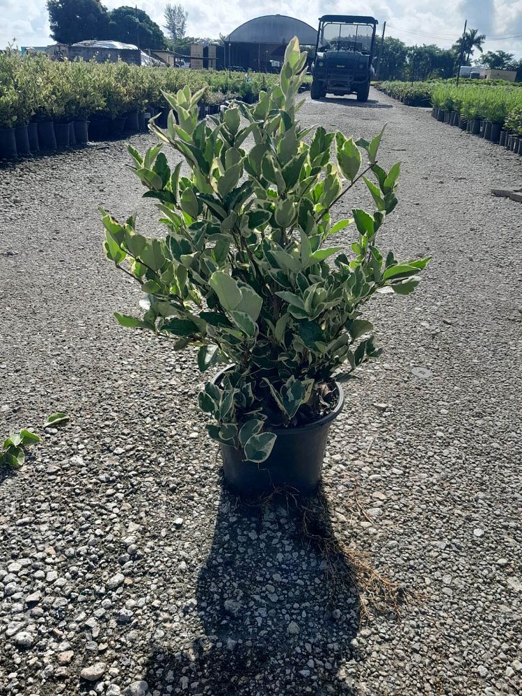 ligustrum-lucidum-variegated-glossy-privet-chinese-privet