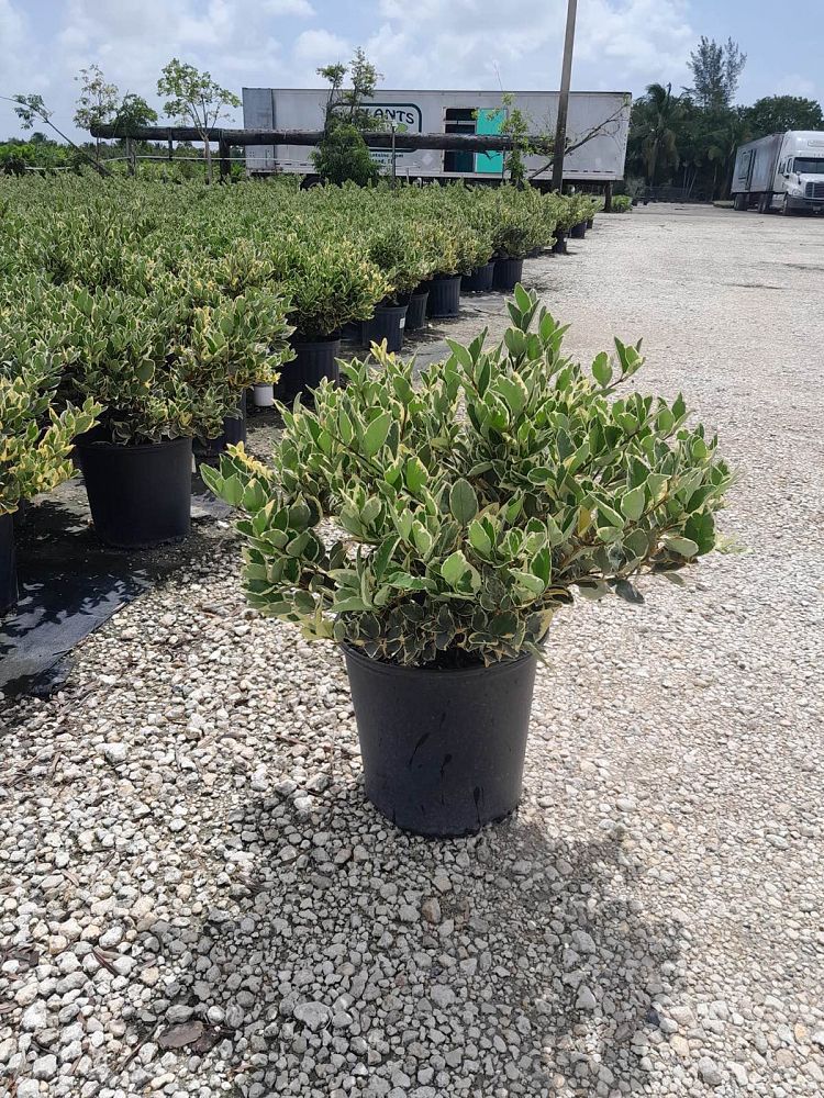 ligustrum-lucidum-variegated-glossy-privet-chinese-privet