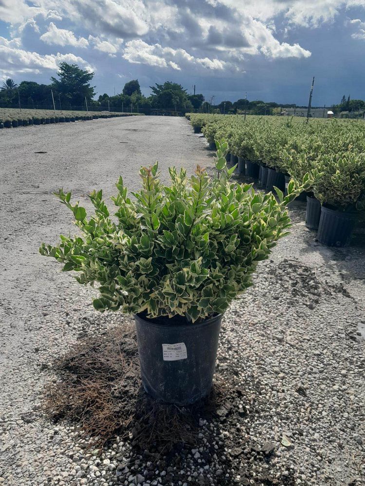 ligustrum-lucidum-variegated-glossy-privet-chinese-privet