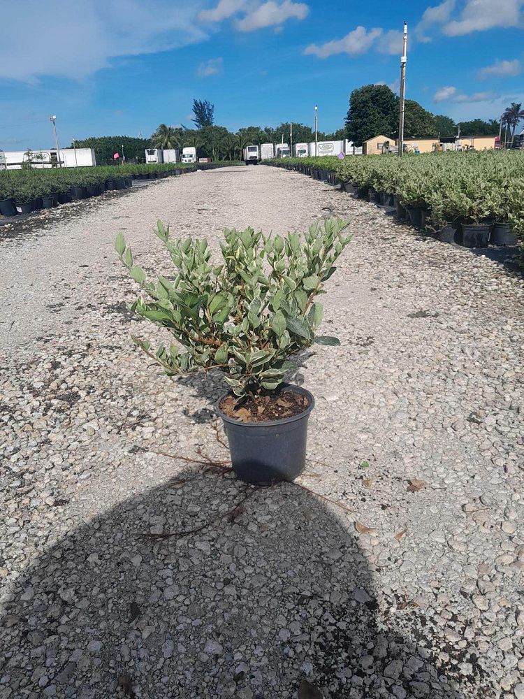 ligustrum-lucidum-variegated-glossy-privet-chinese-privet