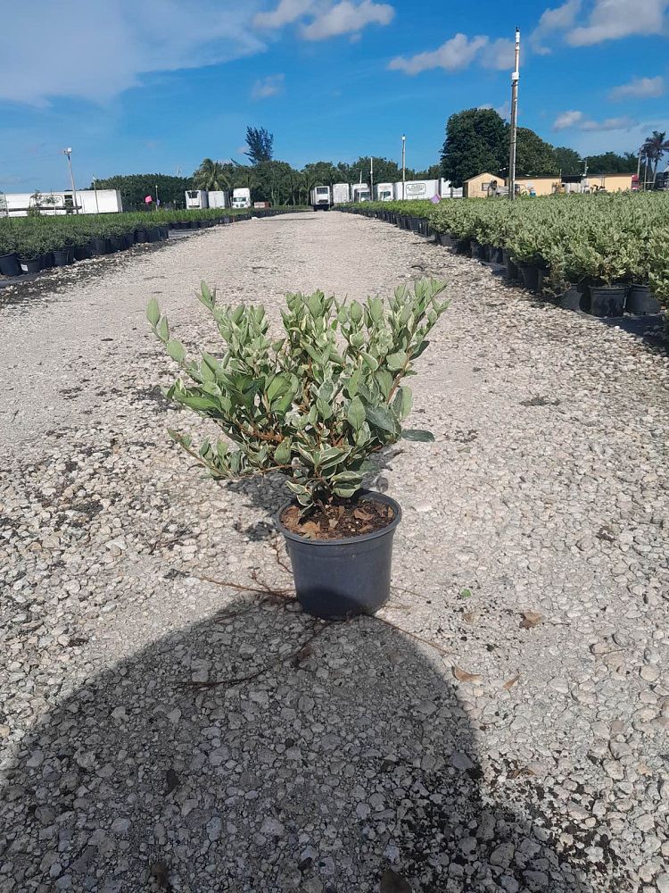 ligustrum-lucidum-variegated-glossy-privet-chinese-privet