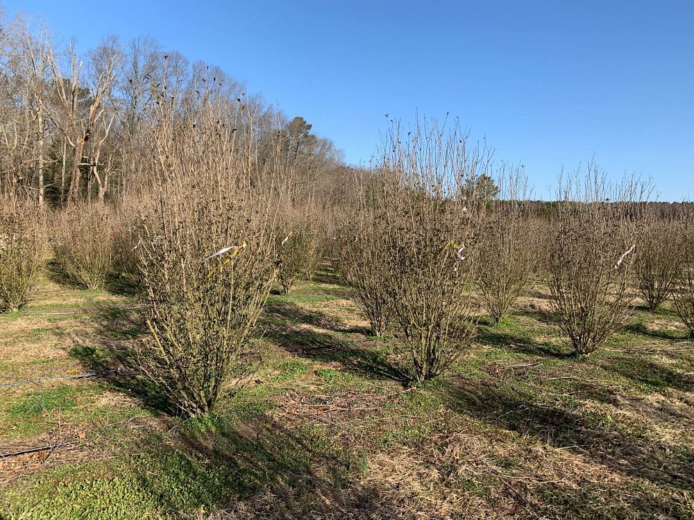 ligustrum-ovalifolium-california-privet