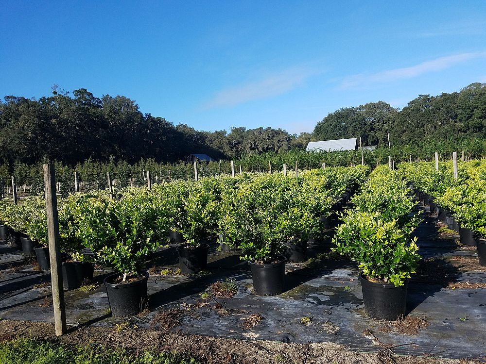 Locate & Find Wholesale Plants | plantANT.com