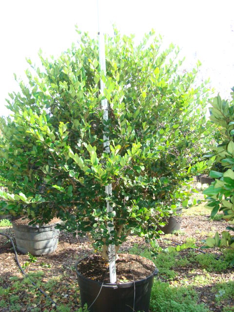 ligustrum-privet