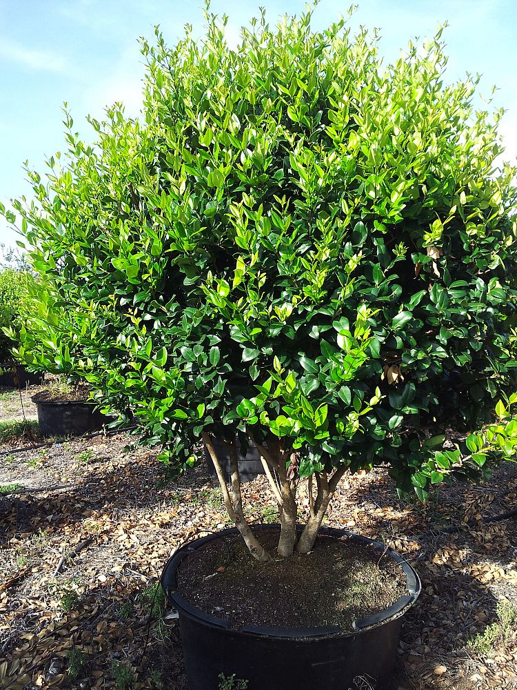ligustrum-privet