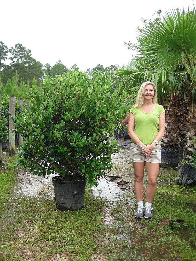 ligustrum-privet
