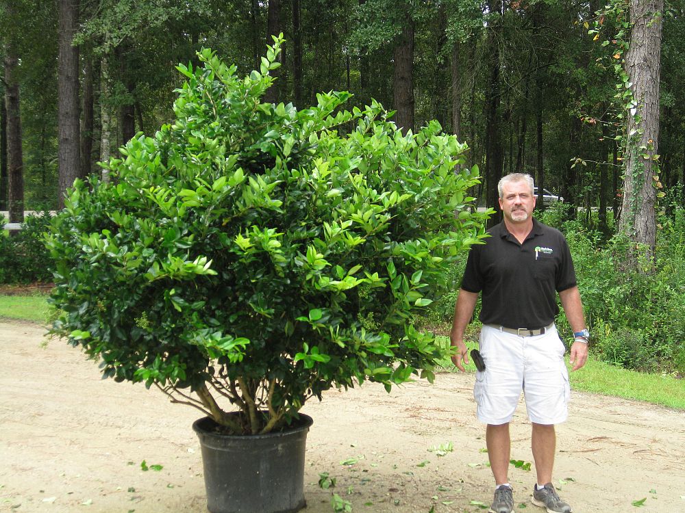 ligustrum-privet
