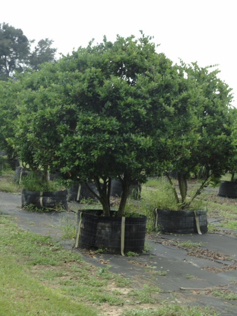 ligustrum-privet
