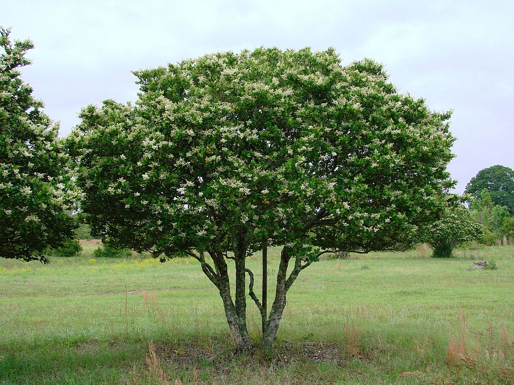 ligustrum-privet