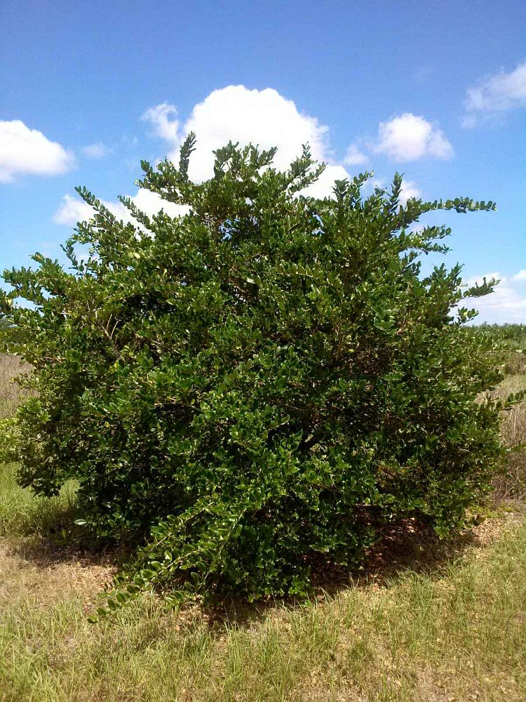 ligustrum-privet