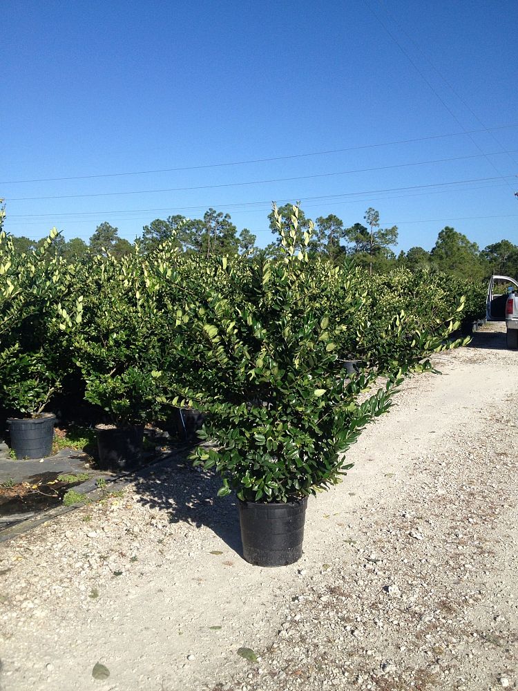 ligustrum-privet