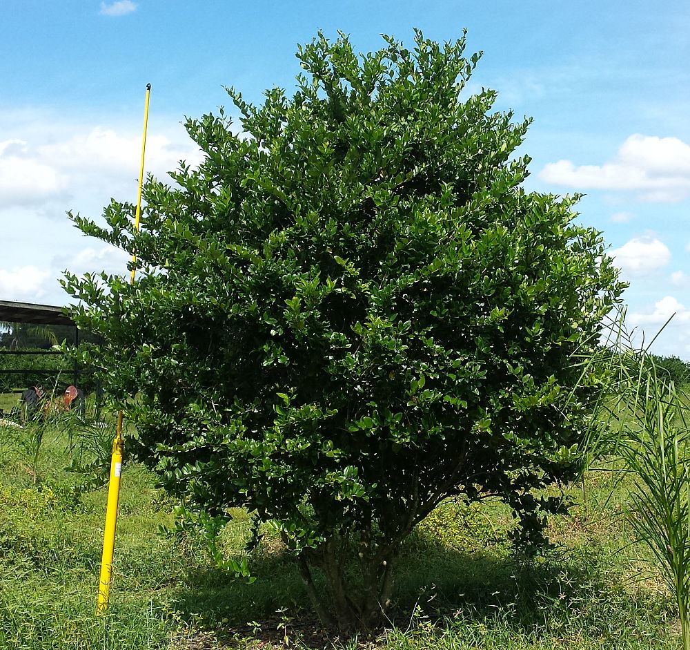 ligustrum-privet