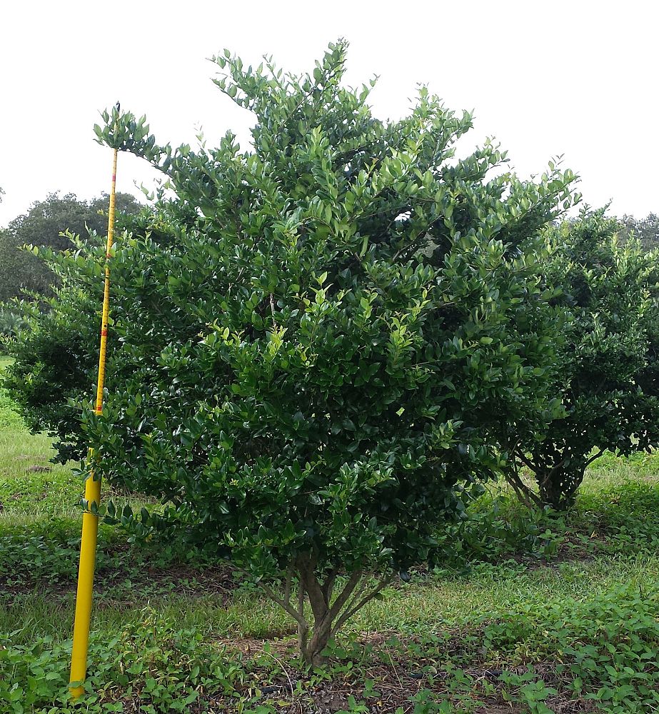 ligustrum-privet