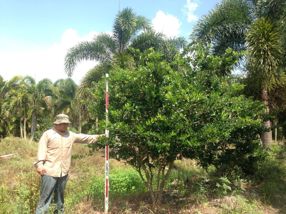 ligustrum-privet