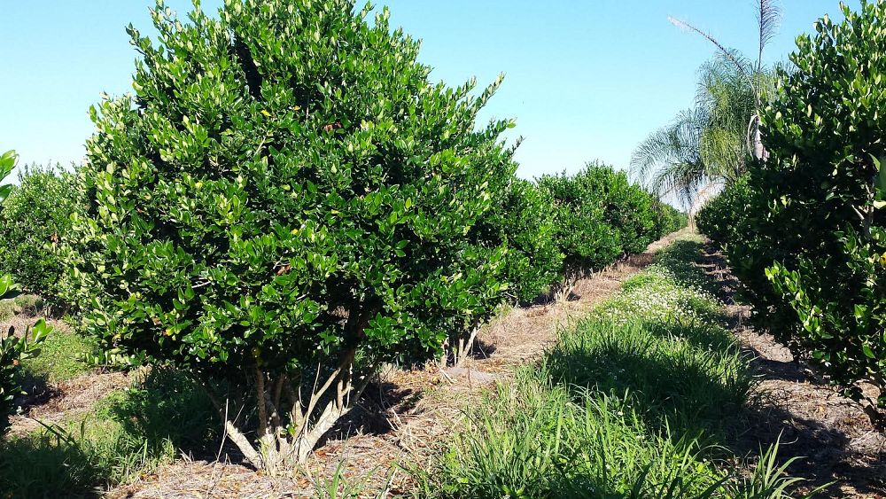 ligustrum-privet