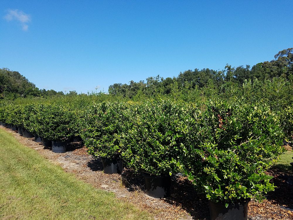 ligustrum-privet