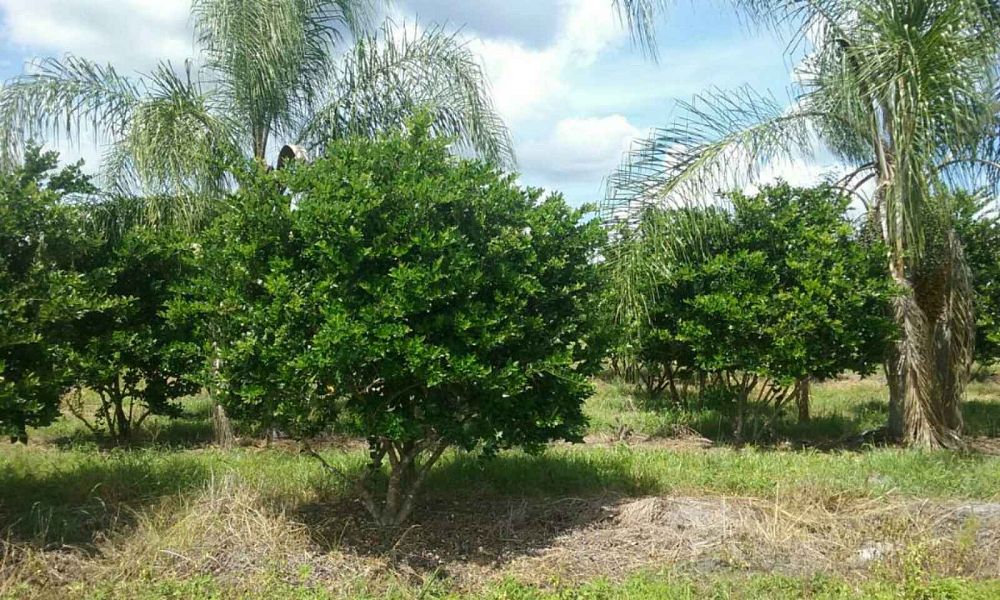 ligustrum-privet