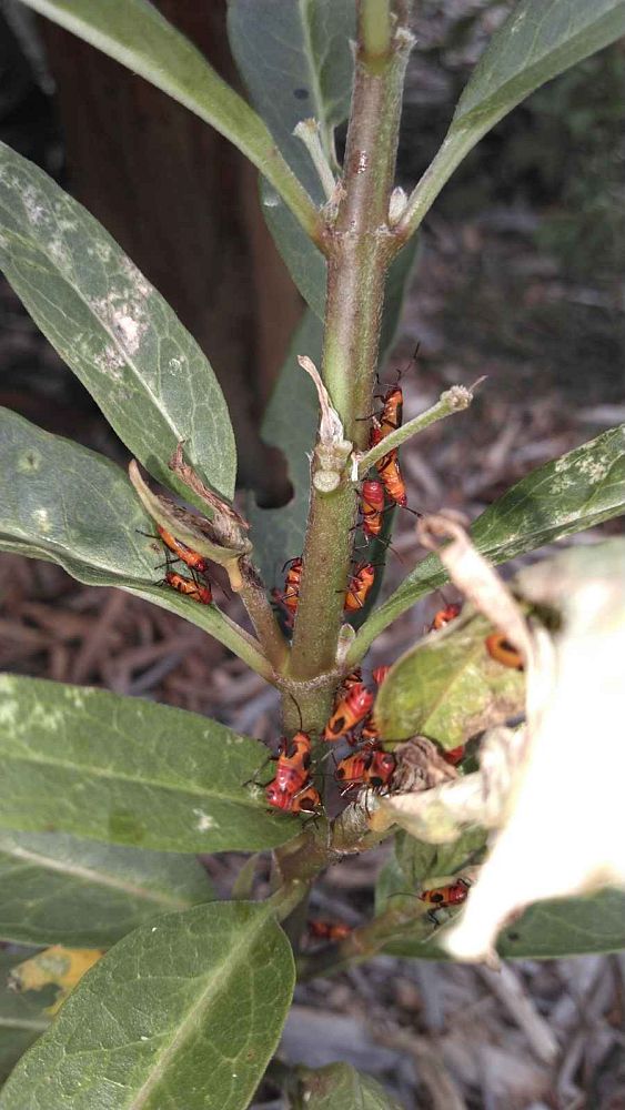 ligustrum-privet