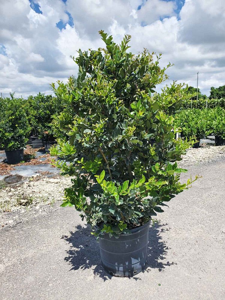 ligustrum-privet