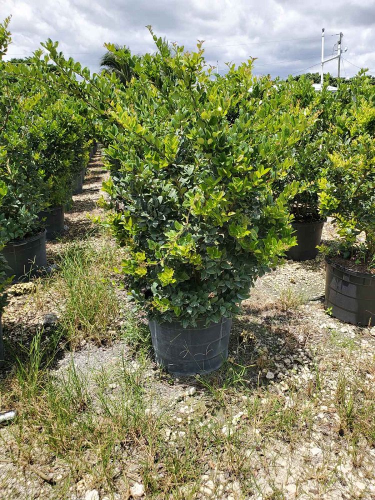 ligustrum-privet