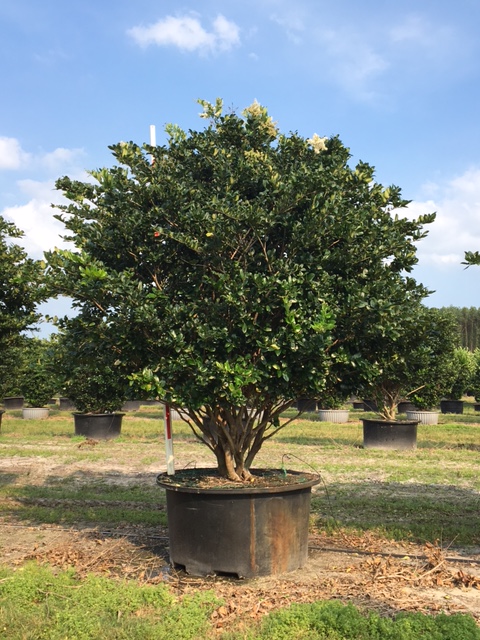 ligustrum-privet