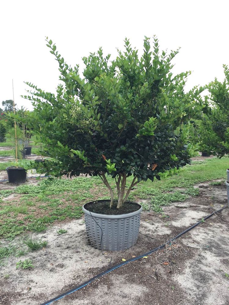 ligustrum-privet