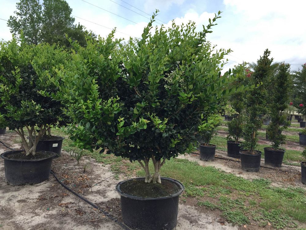 ligustrum-privet