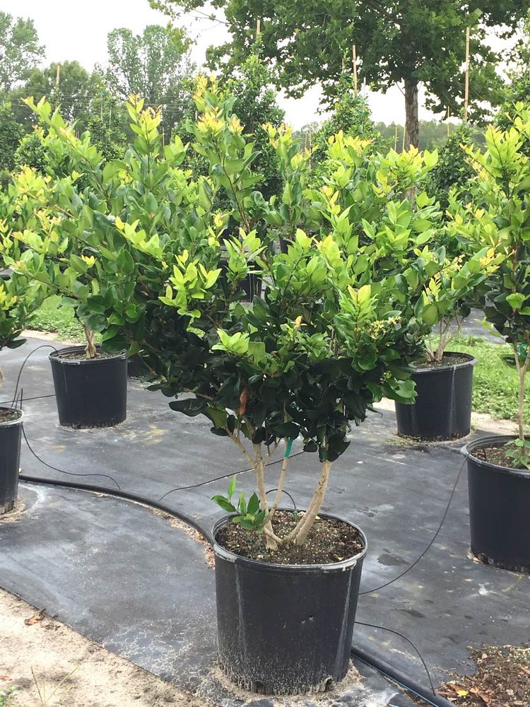 ligustrum-privet
