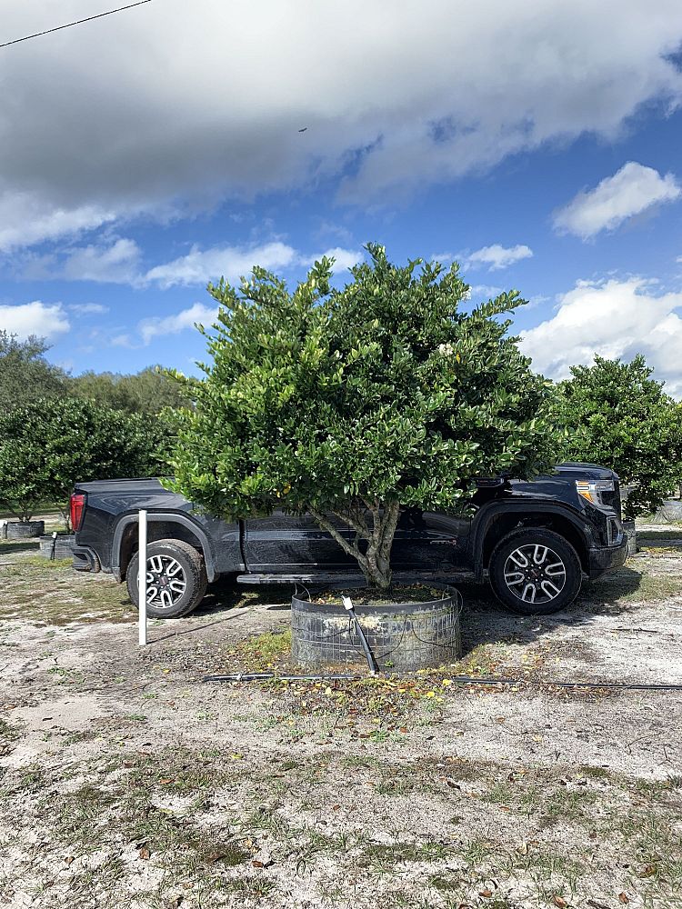 ligustrum-privet