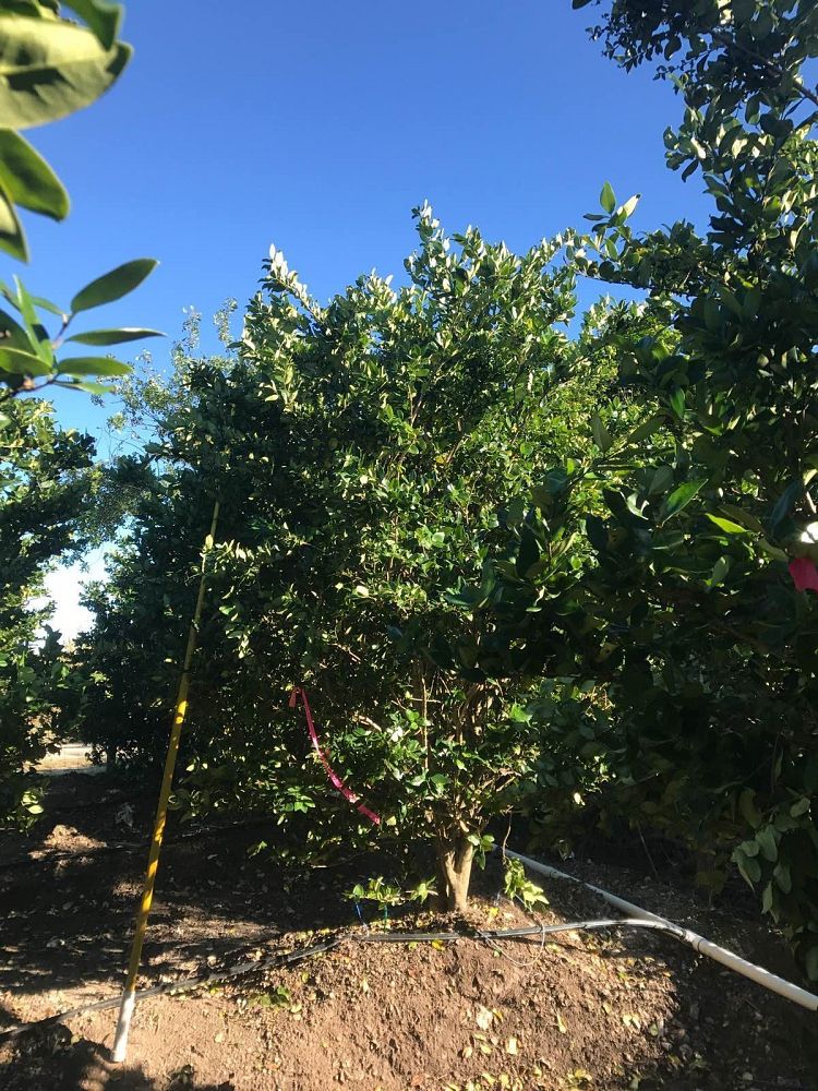 ligustrum-privet