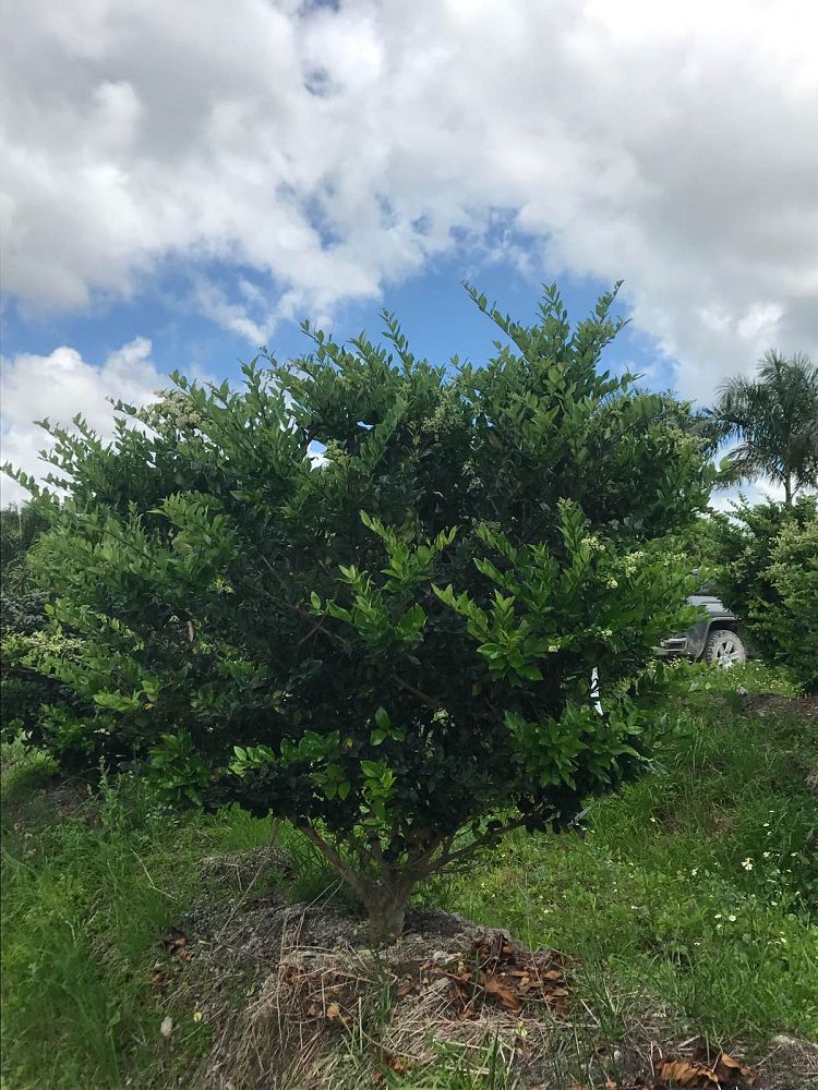 ligustrum-privet