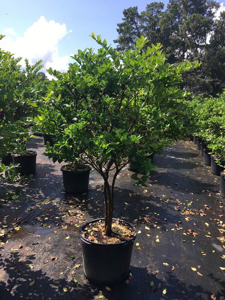 ligustrum-privet