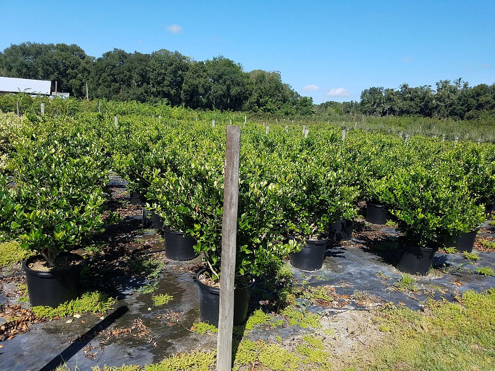 ligustrum-privet