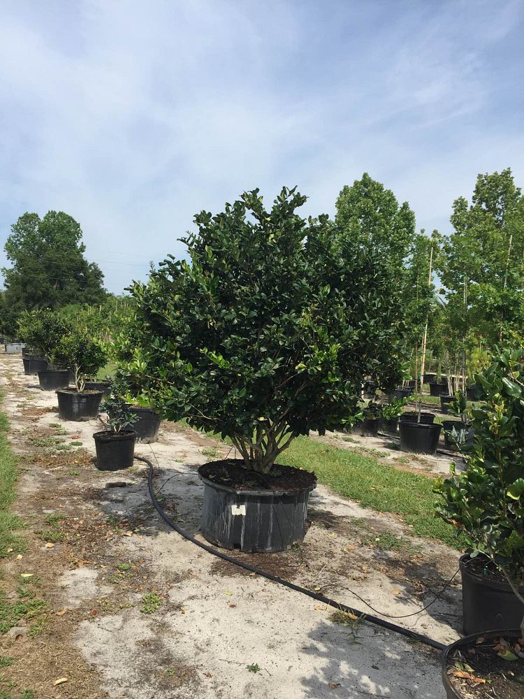 ligustrum-privet