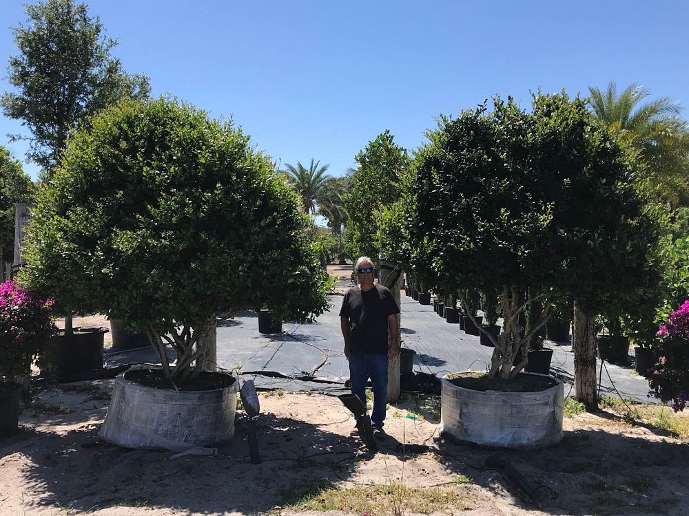 ligustrum-privet