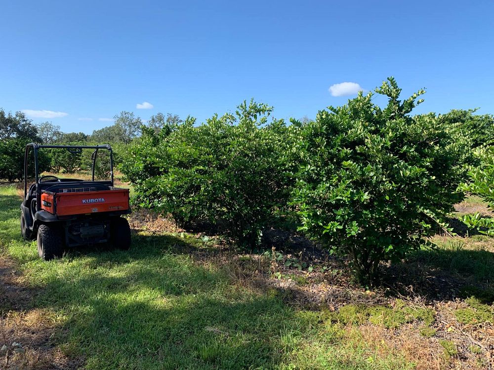 ligustrum-privet