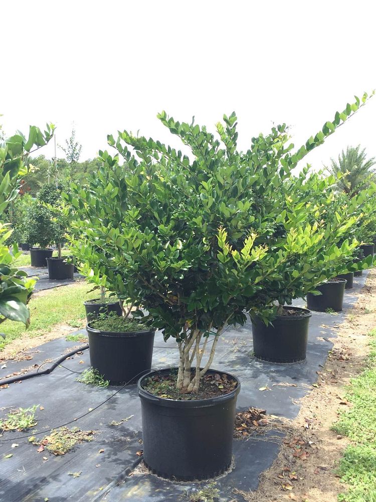 ligustrum-privet