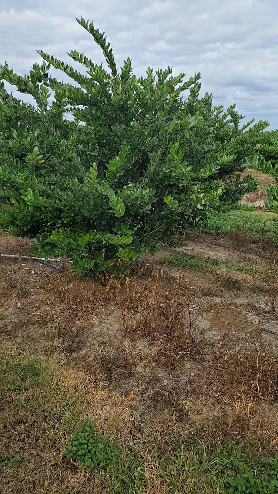 ligustrum-privet