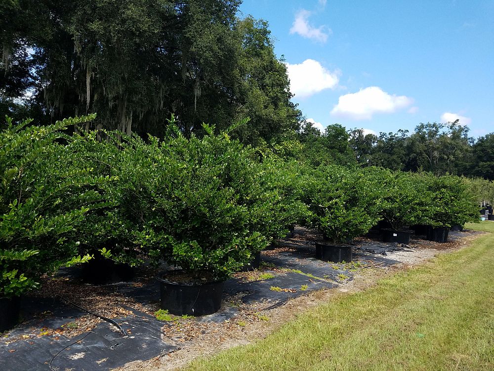 ligustrum-privet