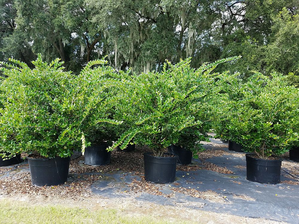 ligustrum-privet